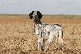 SETTER ANGLAIS 153